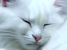 Sennik - Biały kot: Znaczenie snu