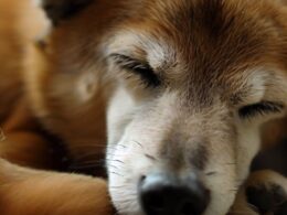 Sennik - Chory pies: Znaczenie snu