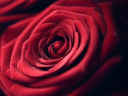 Sennik: Czerwone róże - znaczenie snu