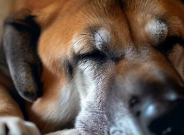Sennik - Duży pies: Znaczenie snu