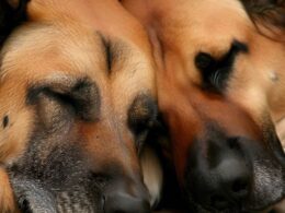 Sennik - Dwa duże psy: Znaczenie snu