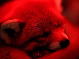 Sennik - Kolor czerwony: Znaczenie snu