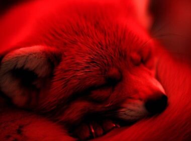 Sennik - Kolor czerwony: Znaczenie snu