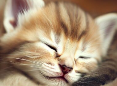 Sennik: Mały kotek - znaczenie snu