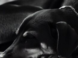 Sennik: Pies czarny - znaczenie snu