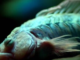 Sennik: Ryby - Znaczenie snu