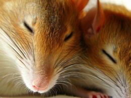Sennik: Szczury żywe - znaczenie snu