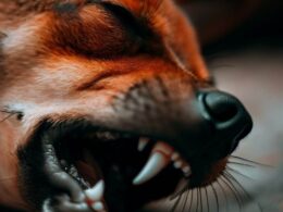 Sennik: Ugryzienie psa - znaczenie snu