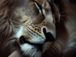 Sennik - Znaczenie snu o lwie