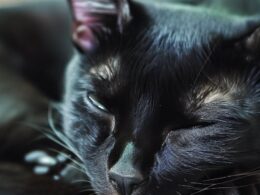 Sennik - czarny kot: znaczenie snu