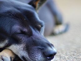 Sennik czarny pies łagodny znaczenie snu