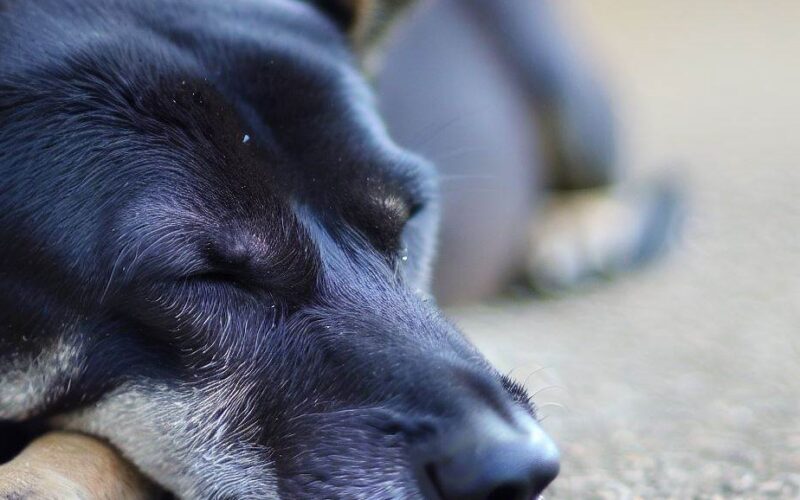 Sennik czarny pies łagodny znaczenie snu