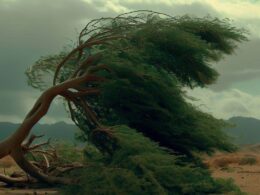 Sennik - drzewo powalone przez wiatr: znaczenie snu