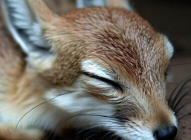 Sennik dzikie zwierzęta znaczenie snu