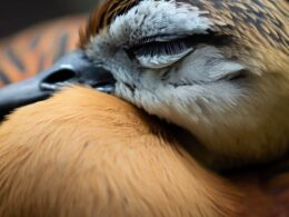 Sennik kaczka - znaczenie snu