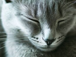 Sennik kot szary znaczenie snu