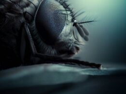 Sennik muchy - znaczenie snu
