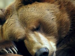 Sennik - niedźwiedź brunatny: znaczenie snu