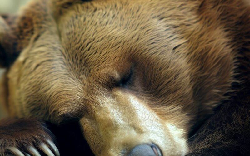 Sennik - niedźwiedź brunatny: znaczenie snu